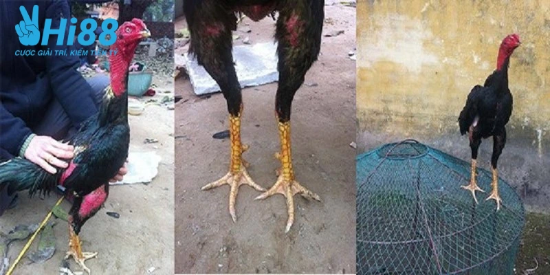 Cách Đổ Gà Đá – Tổng Hợp Kiến Thức Hay, Chuẩn Cho Sư Kê