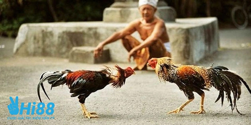 Bật Mí Cách Chọn Gà Đá Hay Theo Kinh Nghiệm Từ Chuyên Gia Bật Mí Cách Chọn Gà Đá Hay Theo Kinh Nghiệm Từ Chuyên Gia