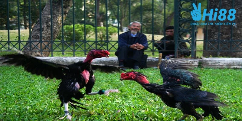 Bật Mí Cách Chọn Gà Đá Hay Theo Kinh Nghiệm Từ Chuyên Gia huong dan cach chon ga da hay