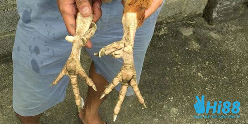 Bí Kíp Cách Nuôi Gà Đá Có Lực Hiệu Quả Dành Cho Sư Kê