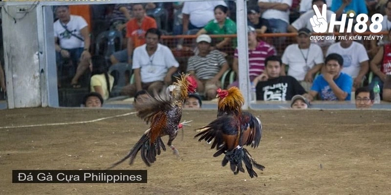 Đá Gà Philippines Sức Hút Mạnh Mẽ, Kịch Tính Không Thể Bỏ Lỡ ly do vi sao da ga philippines truc tiep duoc yeu thich