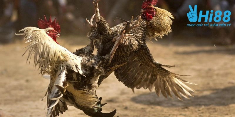 Đá Gà Thomo Là Gì? Bật Mí Bí Kíp Chơi Cho Người Mới Bắt Đầu