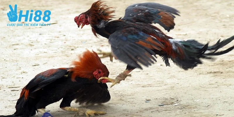 Học Hỏi Cách Nuôi Gà Đá Cựa Sắt Khỏe, Đá Có Lực Của Cao Thủ