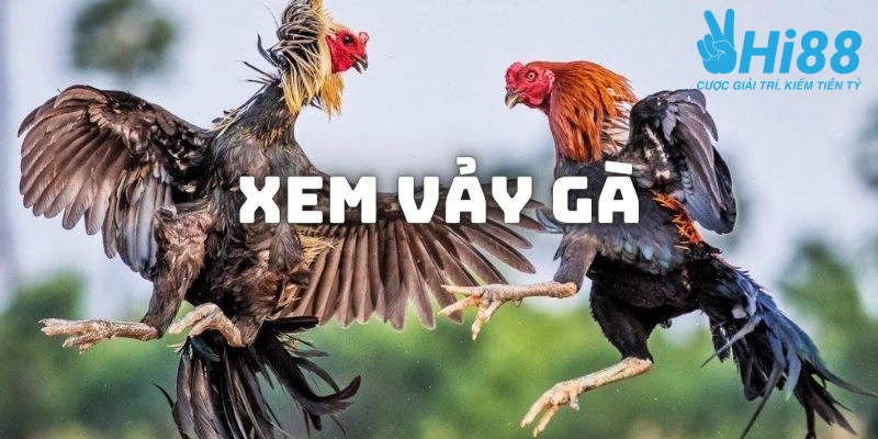 Xem Vảy Gà - Những Loại Dễ Bắt Gặp Và Cách Nhận Diện