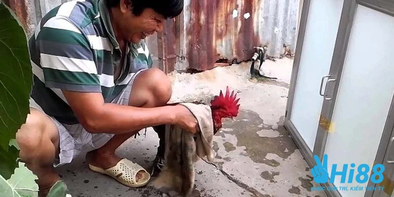 Tìm Hiểu Cách Nuôi Gà Đá Cựa Sắt Chuẩn Không Phải Ai Cũng Biết