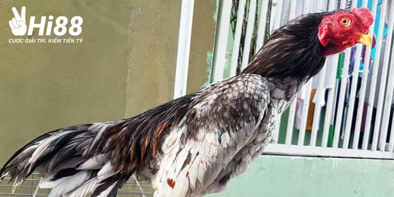 Gà Asil - Đặc Điểm Nhận Biết Và Địa Chỉ Chơi Chọi Gà Uy Tín Phần đầu của gà Asil tròn hơn gà khác