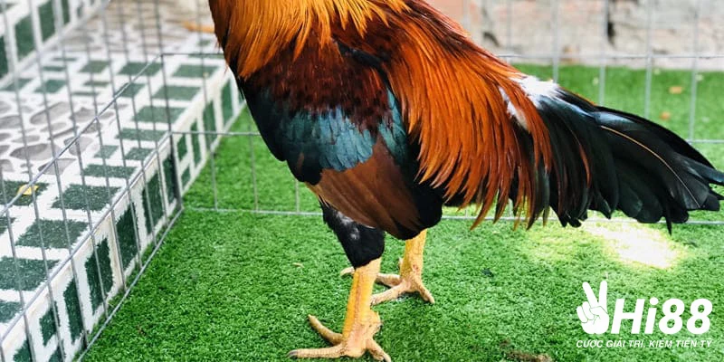 Gà Asil - Đặc Điểm Nhận Biết Và Địa Chỉ Chơi Chọi Gà Uy Tín Chân của giống gà Asil to và khỏe