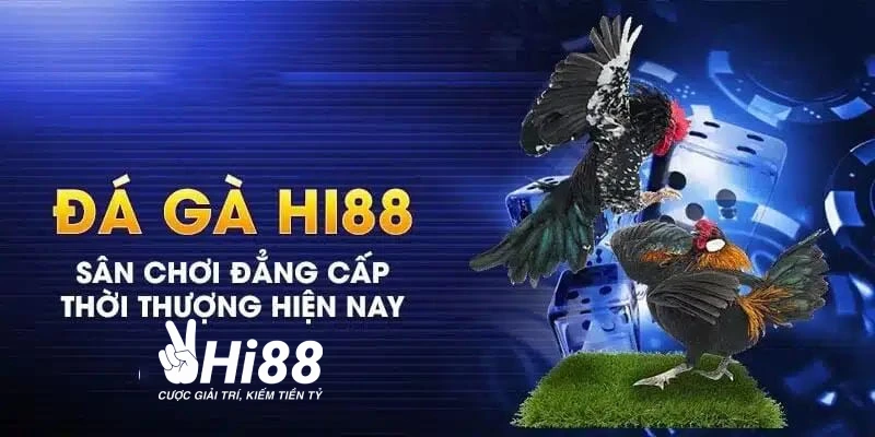 Gà Asil - Đặc Điểm Nhận Biết Và Địa Chỉ Chơi Chọi Gà Uy Tín Hi88 trực tiếp đá gà Asil miễn phí mỗi ngày
