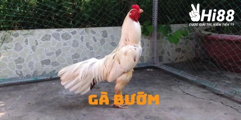 Gà Bướm - Biểu Tượng Của Vẻ Đẹp Và Sức Mạnh Kiên Cường Gà Bướm - Biểu Tượng Của Vẻ Đẹp Và Sức Mạnh Kiên Cường