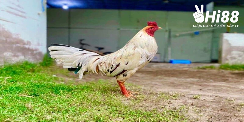 Gà Bướm - Biểu Tượng Của Vẻ Đẹp Và Sức Mạnh Kiên Cường Sự đa dạng của loài gà bướm