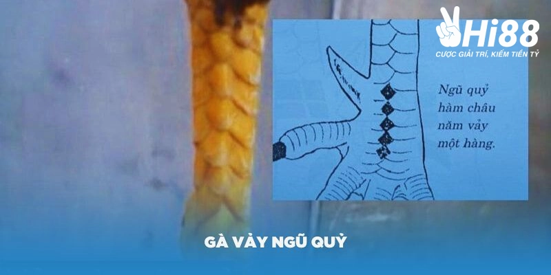 Vảy Gà Ngũ Quỷ Là Gì? Những Đặc Điểm Của Chiến Kê Sở Hữu Vảy Quý