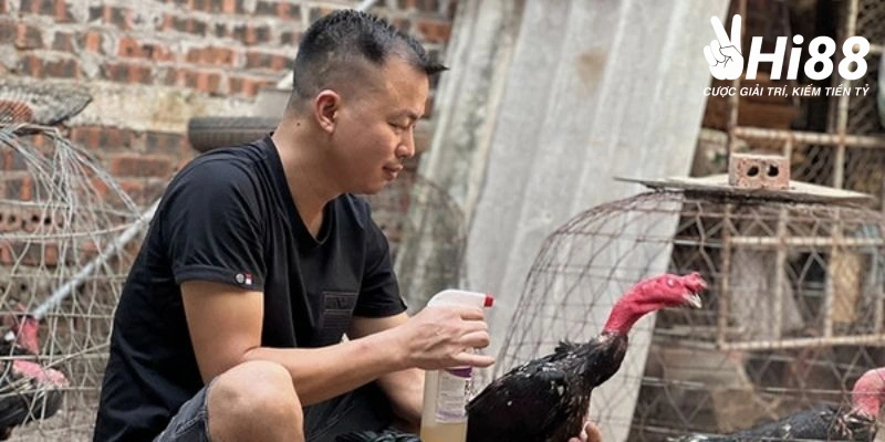 Gà Chọi Vảy Hoa Mai Là Gì? Bật Mí Cách Chăm Sóc Hiệu Quả Huấn luyện gà vảy độ hoa mai theo cách lật lưng