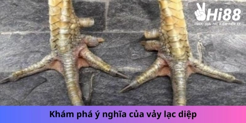 Vảy Lạc Diệp - Những Bí Ẩn Của Chiến Kê Lạc Diệp Bạn Chưa Biết Vảy Lạc Diệp - Những Bí Ẩn Của Chiến Kê Lạc Diệp Bạn Chưa Biết