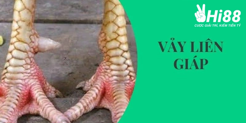 Chiến Kê Vảy Liên Giáp Đá Có Hay Không? - Bí Mật Được Bật Mí
