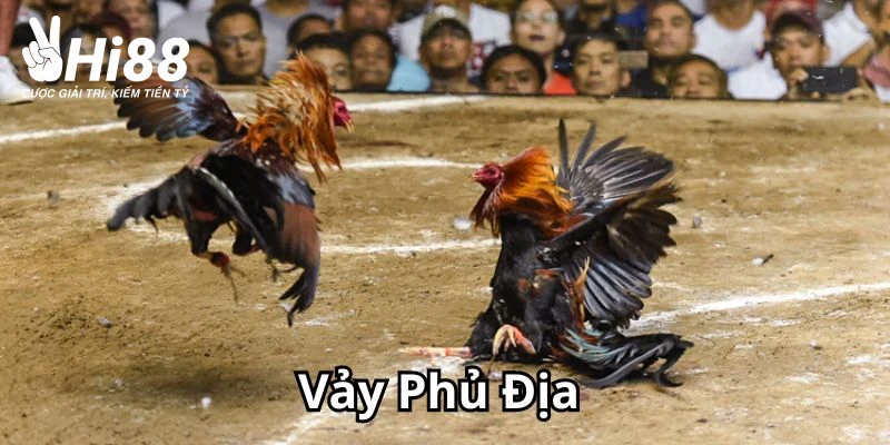 Vảy Phủ Địa - Cách Phân Biệt Đặc Trưng Loại Gà Hiếm Này