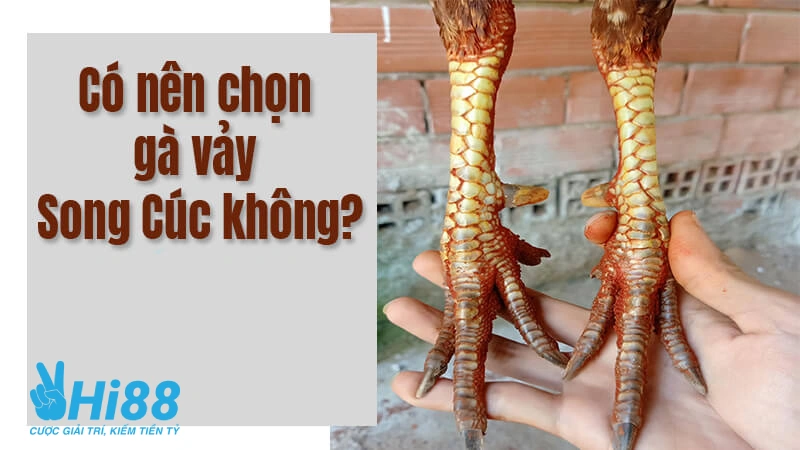 Vảy Song Cúc - Thông Tin Và Cách Nhận Biết Dễ Dàng Tại Hi88 Vảy Song Cúc - Thông Tin Và Cách Nhận Biết Dễ Dàng Tại Hi88
